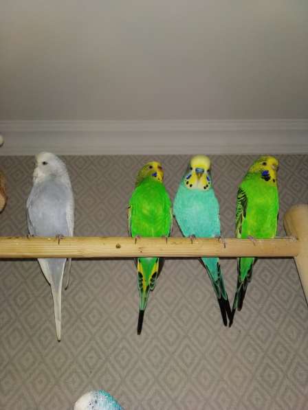 Волнистые попугаи, попугаи Чехи в Мытищи фото 3