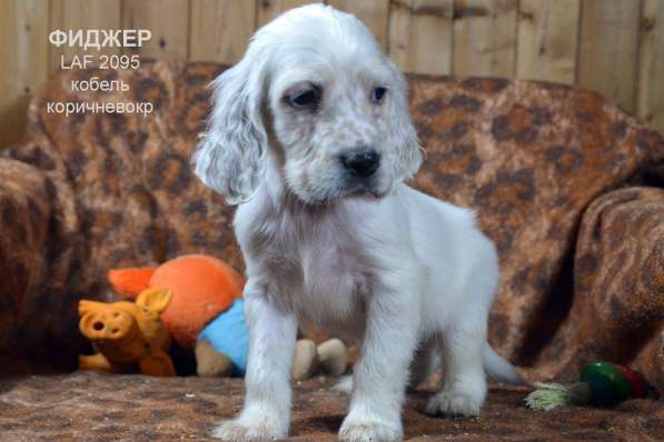 Английский сеттер щенки из элитного питомника в Москве фото 86