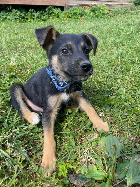 Щенки мальчики и девочки в добрые руки в Москве фото 6