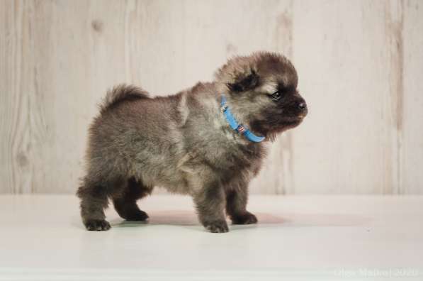 Щенки вольфшпица/кеесхонда в фото 12