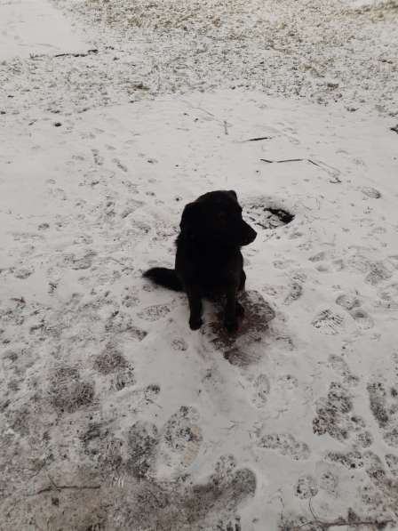 Помогите обрести собаке дом в Новокузнецке