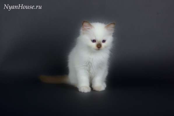 Котята Священная Бирма в Москве