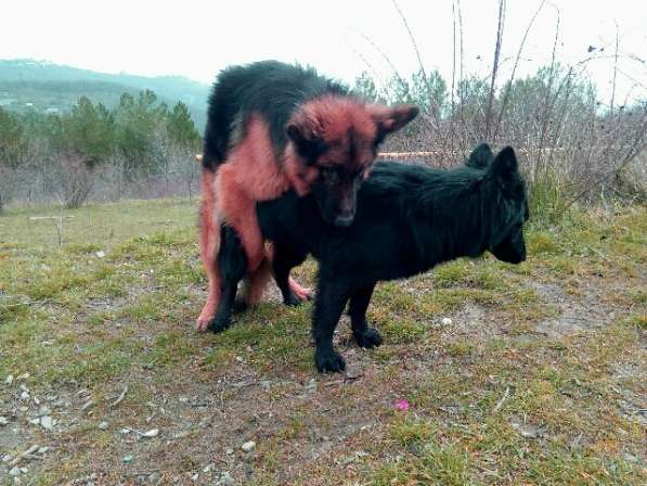 Щенки немецкой длинношерстной овчарки в Алуште фото 8