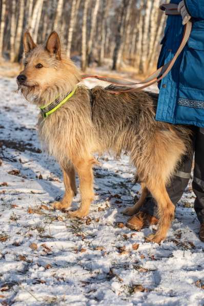Трогательный Чарлик ищет дом в Москве фото 44