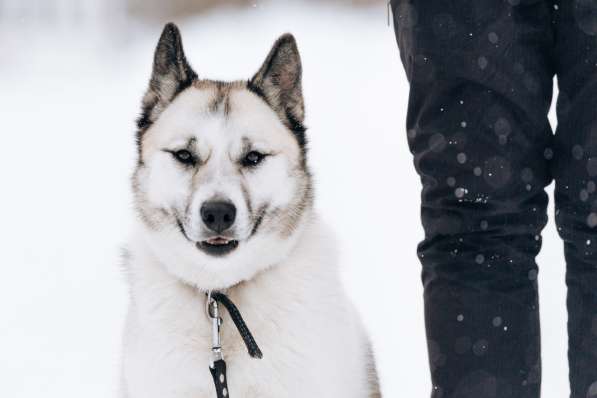 Суперактивная Халва в Москве фото 15