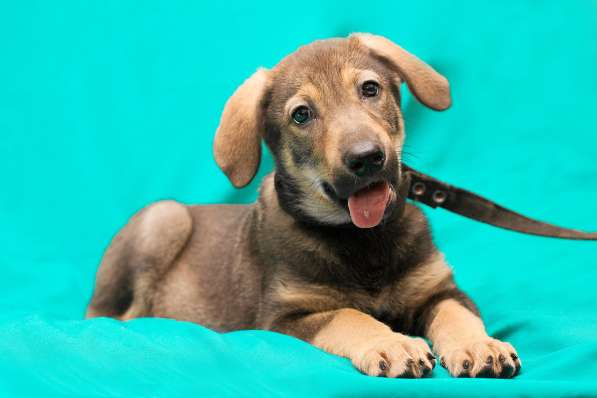 Великолепная Четверка в дар в Москве фото 43