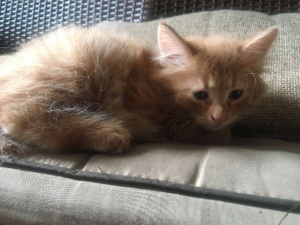 Котята в хорошие руки в Москве