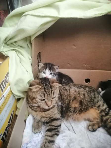 Котята в Новосибирске фото 20