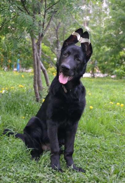 Подрощенные щенки овчарки девочки в рассрочку в Москве фото 6