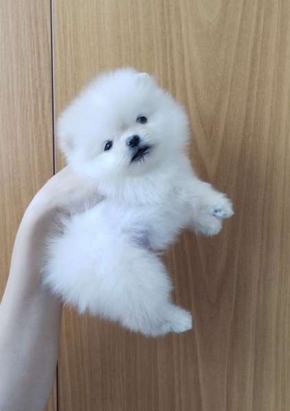 Померанский шпиц. Мини в фото 9