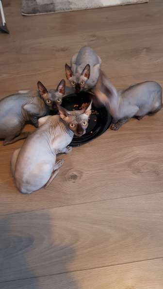 Котята канадского сфинка❤ в фото 6