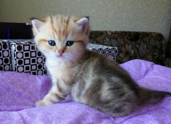 Британские котята в Санкт-Петербурге фото 14