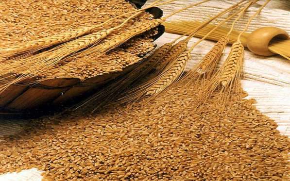 Пшеница продовольственная 3 класс без ГМО в фото 4