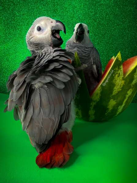 Птенцы Краснохвостого Жако в Санкт-Петербурге фото 5