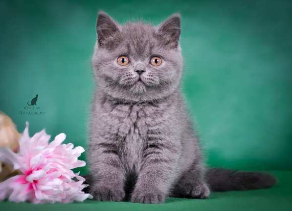 Британский котенок от Чемпиона мира в Санкт-Петербурге фото 3