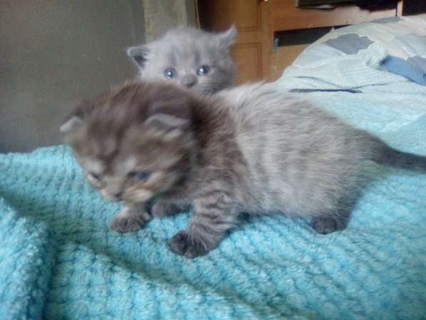 Шотландский денди скоттиш- страйт в Санкт-Петербурге фото 29