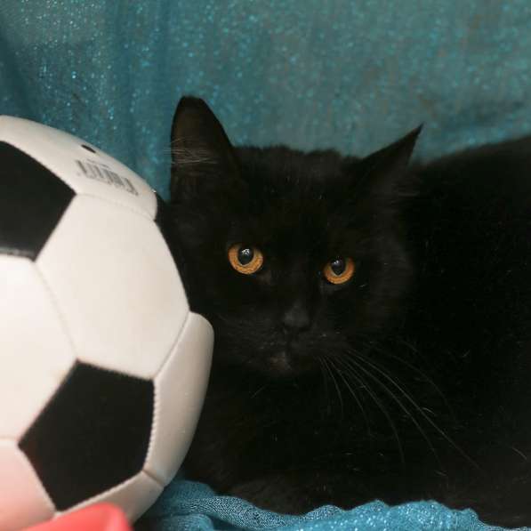 Воспитанный златоглазый котофей в Санкт-Петербурге фото 25