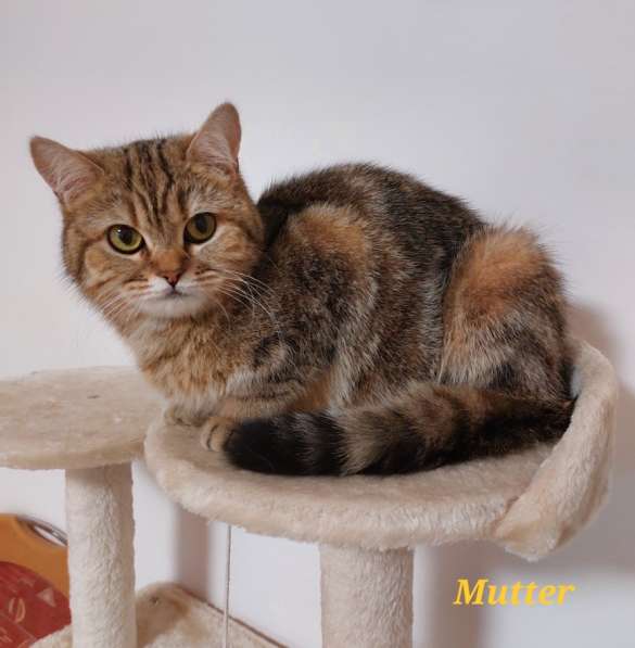 Котята Британской короткошерстной породы в фото 25
