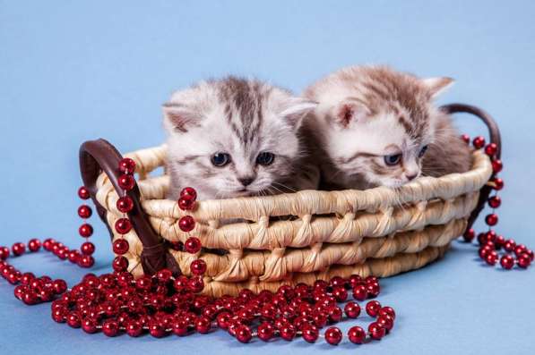 Питомник! Элитные британские котята! Отличный подарок! в Смоленске фото 6