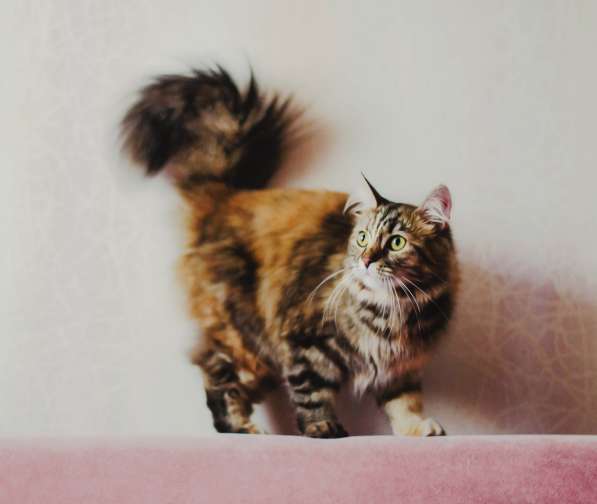 Принцесса Липа в Санкт-Петербурге фото 3