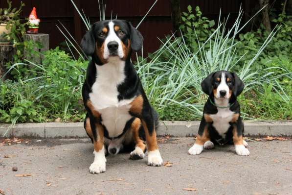 ЭНТЛЕБУХЕР ЗЕННЕНХУНД ЩЕНОК в Москве фото 9