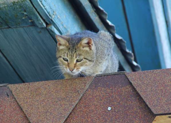 Красивые кошка и котята даром в Нижнем Новгороде
