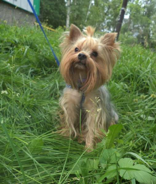 Йоркширский терьер. вязка в Новосибирске фото 16