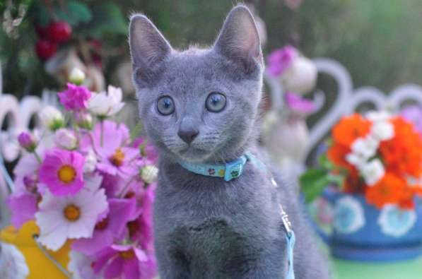 Loki Sheer Love русский голубой котик от Чемпиона Мира WCF в Краснодаре фото 4