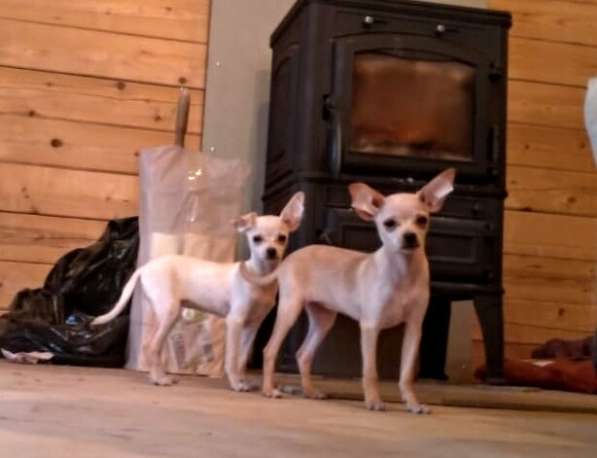 Той-терьер в Москве