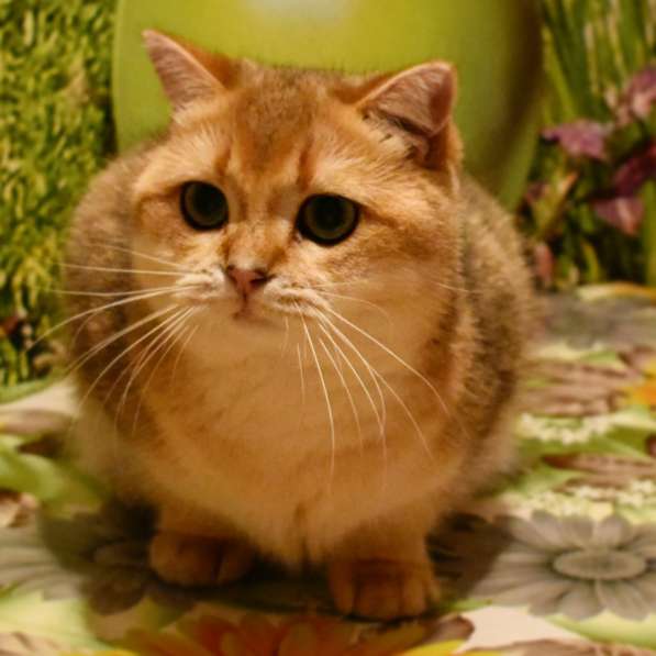 Котик -британской золотой шиншиллы в Новосибирске