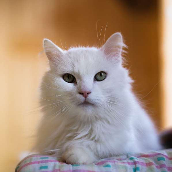 Белый, пушистый и очень ласковый кот в Санкт-Петербурге фото 3