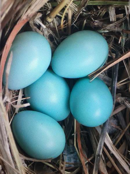 Яйцо инкубационное голубое Араункаун