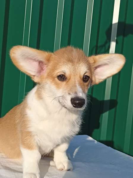 Welsh corgi в 