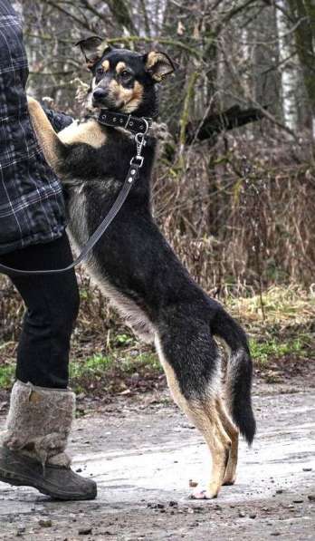 Кузька в Ногинске фото 23