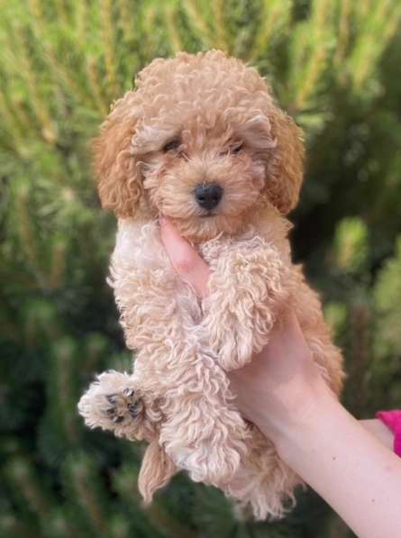 Той пудель в 