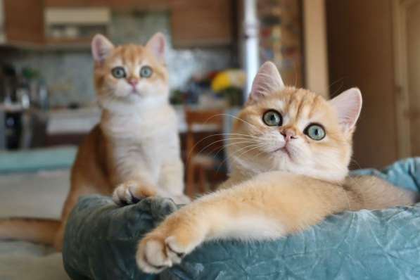 British golden kittens