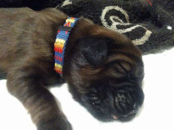 Тибетский мастиф щенки в Самаре фото 22