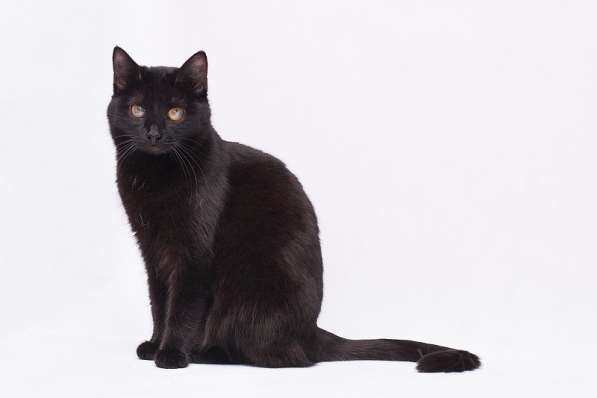 Кошечка Жужа ищет родителей! в Москве фото 18