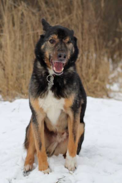 Одноглазый пес Пират! Последний шанс в Москве фото 11