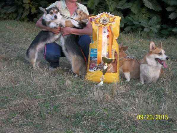 Ищу щенков вельш корги пемброк в Краснодаре фото 4