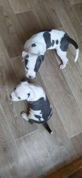 Мощные щенки амстаффа голубых кровей в фото 18