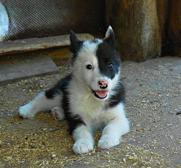 Щенки русско европейской лайки в Челябинске фото 5