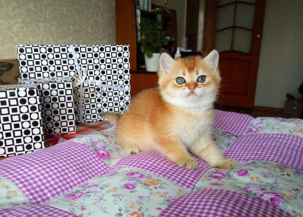 Британская кошечка в Санкт-Петербурге фото 3