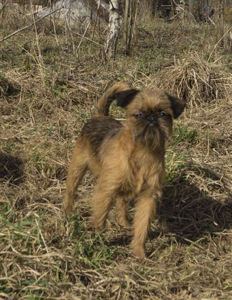 Великолепные щенки гриффона и пти-брабансона. Вязки в Москве фото 13