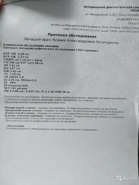 Запись на щенков питбультерьера в Санкт-Петербурге фото 7