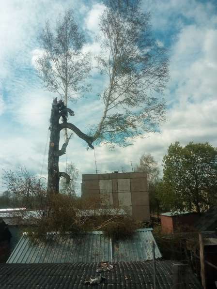 Спил деревьев любой сложности в Кирове