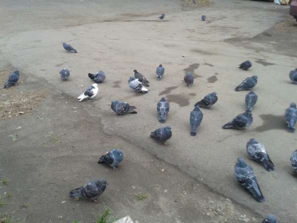 Продам дачу