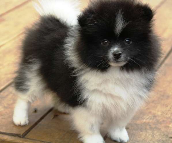 Щенки шпица в Раменское фото 30