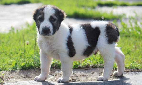 Высокопородные щенки САО (Алабай) в Краснодаре фото 10