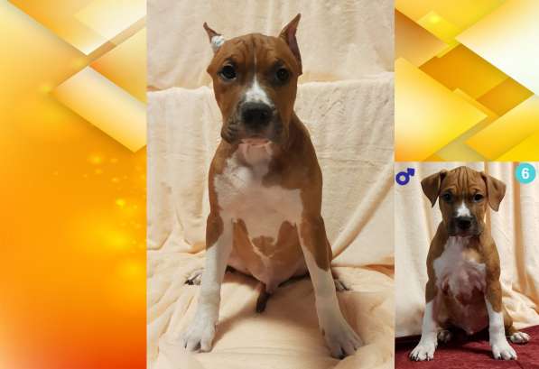 Щенки амстаффа в Москве фото 31